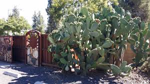 Canned tuna for dinner is often an act of desperation. Celebrating Cactus And Mexican Heritage Edible Monterey Bay