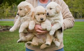 Adopting a rescued golden retriever could be one of the most rewarding things you do in life! Things To Know Before Getting A Golden Retriever Popsugar Pets