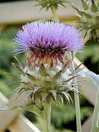 Bt S Free Web Hosting Service Is Now Closed Scotland National Flower Fuchsia Flowers Nature Plants