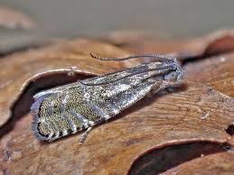 Image result for Cydia strobilella