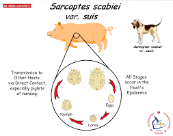 Image result for Sarcoptes scabiei life cycle