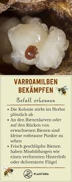 Varroamilbe Den Bienenfeind Erfolgreich Bekampfen Garten Bienen Bienenfreundliche Pflanzen Gartentipps
