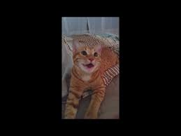 Cat Panting Like A Dog Youtube