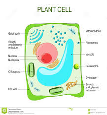 A cell is the basic unit of life in all organisms. Anatomy Of A Cell Anatomy Drawing Diagram