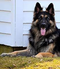 Our dogs are part of our household german shepherd dog full profile history and care from shiloh shepherd puppies for sale. Shiloh Shepherd Shiloh Shepherd Dog Shiloh Shepherd German Shepherd Dogs