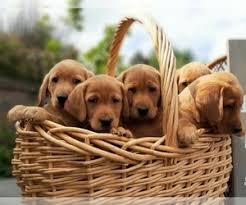 Red lab puppies for sale mn. View Ad Labrador Retriever Puppy For Sale Near Minnesota Millville Usa Adn 154898