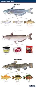 To catch a flathead catfish, the first thing to secure is live bait. Pin On Catfishing