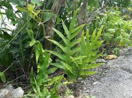 Image result for Microsorum scolopendria