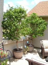 Trees In The Containers Potted Trees Patio Trees Rooftop Garden