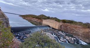 Image result for Fuirena pachyrrhiza