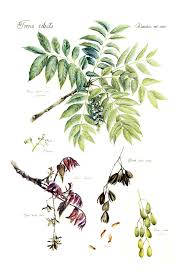 Image result for Toona ciliata