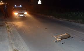 Così come negli scorsi giorni, quando un capriolo aveva procurato un incidente con diversi ciclisti, ieri a santa lucia, uzzano, un altro esemplare è stato centrato in pieno da un'auto causando la rottura. Capriolo Muore Investito Da Un Auto A Valdilana