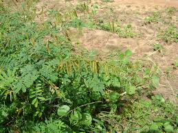 Image result for Tephrosia noctiflora