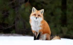 Feel free to send us your own wallpaper and we. Fox Wallpapers Top Free Fox Backgrounds Wallpaperaccess