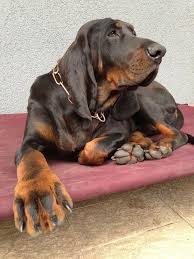 Black And Tan Bloodhound Pin By Becky Krichevsky On Black Tan Coonhounds Bloodhound Dogs Big Dogs Hound Dog
