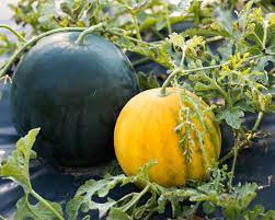 Maybe you would like to learn more about one of these? Melonen Pflanzen Pflegen Ernten Mein Schoner Garten
