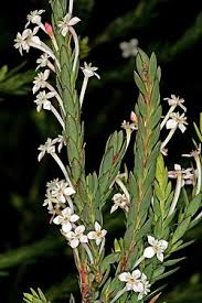 Image result for Synandrodaphne paradoxa