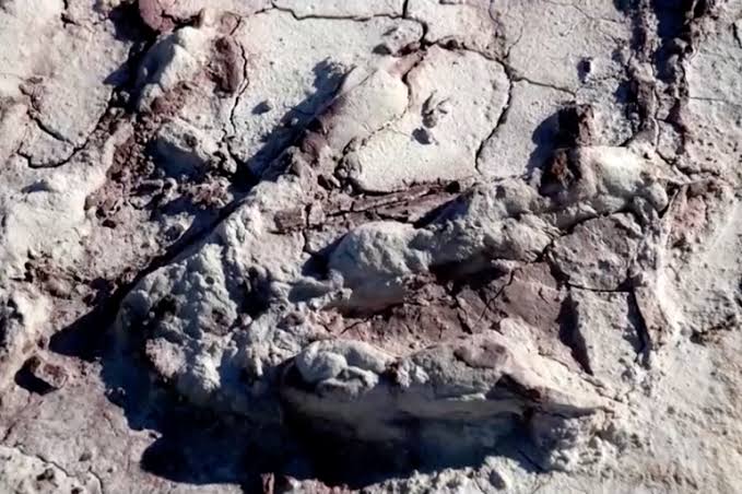'Treasure Trove' of dinosaur tracks found in Poland