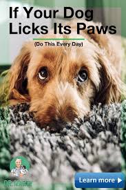 If Your Dog Licks Its Paws It May Be Asking For Help Dog Advice Dogs Pets