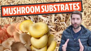 With the onion and mushroom mixture and add the parsley, salt, and pepper. Understanding Mushroom Substrates Freshcap Mushrooms