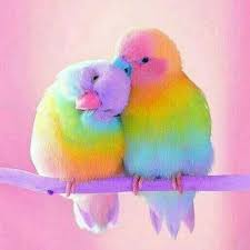 Whatsapp Pics Hd Download Funny Birds Colorful Birds Colorful Bird