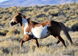 Wild horses gather in a canyon north of grand junction in this may, 1, 2006 file photo. Pinyon Horses Wild Horses Mustang