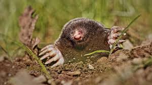 Maulwürfe im garten suchen in der regel nach regenwürmern in ihrem gartenbereich und obwohl sie zerstörerisch sind, fressen sie ihre pflanzen weniger. Maulwurf Vertreiben Die Besten Tipps