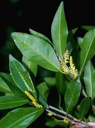 Image result for Dictyophleba lucida