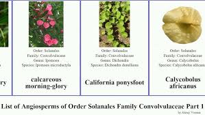 Image result for Convolvulus farinosus