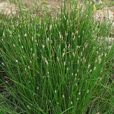 Image result for Eleocharis naumanniana