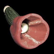 Stream Transplants by the vegetable orchestra