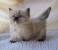 Black Long Haired Munchkin Cat
