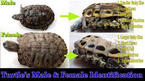 How to know if your cat is female? 5 Way To Identify Male Or Female Turtle Turtle Male Female Youtube