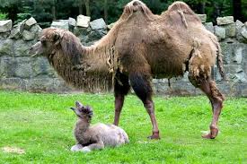 Sign up here to get more demystified stories delivered right to your inbox! Camel Zooborns