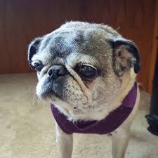 And a dog chewing on a dog bone is less inclined to excessively scratch or lick his paws. Dog Losing Weight Causes Of Sudden Weight Loss In Dogs Solutions