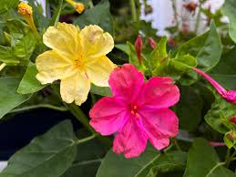 Image result for Mirabilis jalapa