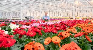 Image result for Gerbera jamesonii