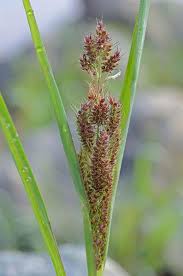Image result for Echinochloa brevipedicellata