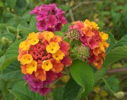 16 Easy Recipes For Shady Window Boxes Lantana Flower Beautiful Flowers Lantana Flowers
