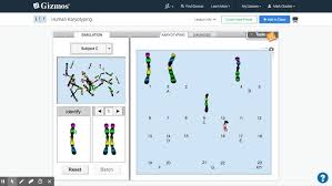 Use the arrows to click. Human Karyotyping Gizmo Explorelearning Youtube