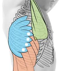 The rib cage is formed by the sternum, costal cartilage, ribs, and the bodies of the thoracic vertebrae. Anatomy Of The Rib Cage Proko