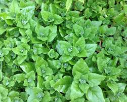 Image result for Tetragonia spicata