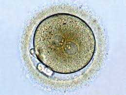 Haploid and diploid cells play a significant role in the growth and reproduction of eukaryotic organisms. Zygote Wikipedia