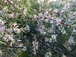 Image result for Hakea