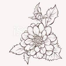 Flower Dahlia Drawn In Graphical Style Contours And Lines Stock Vector Art 58953434 Dahlia Flower Tattoos Flower Drawing Vector Flowers