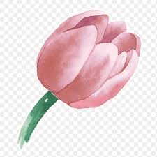 Pink Tulip Flower Transparent Sticker Png Watercolor Free Image By Rawpixel Com Niwat In 2021 Tulips Flowers Watercolor Tulips Tulips