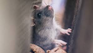 How To Get Rid Of Mice In The Walls And Ceilings My Homey Home