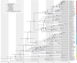 Image result for Melasma calycinum