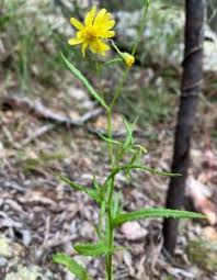 Image result for Senecio madagascariensis