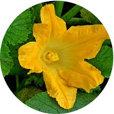 There are several of these. Imperfect Flowers Lesson Plan Kidsgardening